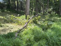 IMG_2750.jpeg