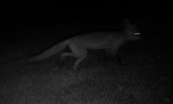 animal.JPG