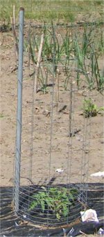 669300-Garden05TomatorCage.jpg