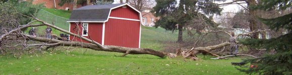 671144-AppleTree2.JPG