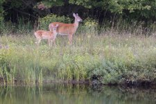 496A6726 Deer s.jpg