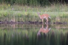 496A6722 Fawn s.jpg