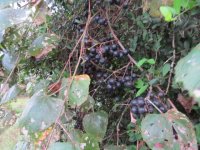 mustang grapes.jpg