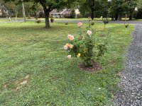 IMG_5067[1].JPG