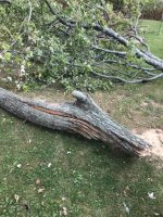 tree233333333.jpg