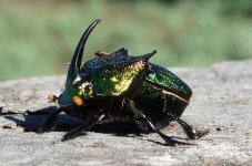 horned beetle.jpg