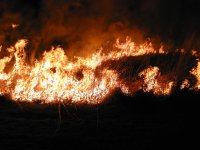 8-39995-Burnsm.jpg