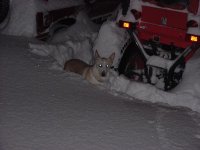 35-219973-korgy.jpg