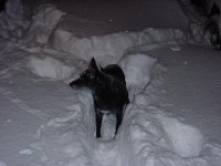 35-219974-Jerkydog.jpg