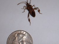 8-220479-stinkbug.JPG