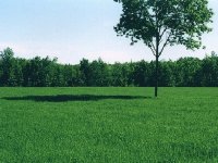 265979-back field 90k.jpg