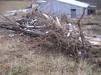 33-220656-Brushpile.jpg