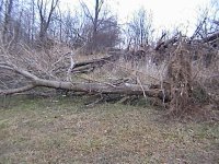 33-220658-34tree.jpg