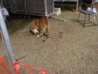 832449-cropped tiger.JPG