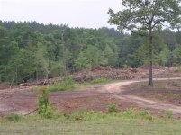 699546-2005 timber 028 (Small).jpg