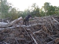 712931-Removing Stumps 014 (Small).jpg