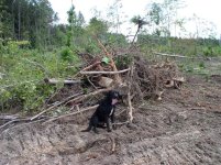 712942-Removing Stumps 035 (Small).jpg