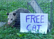 free cat.jpg