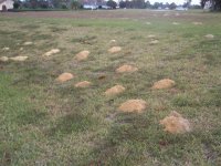 pocket gophers.jpg