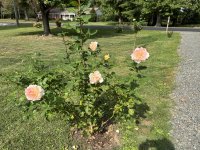 IMG_5083[1].JPG