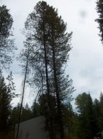 Garage tree drop 005.jpg