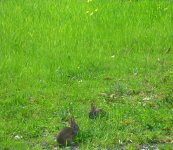 P1920295rRabbitsInGrass.jpg