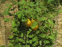 673576-Yellow maters.JPG