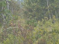 835159-37 acres of this.JPG