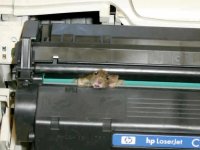 752000-mouse.jpg