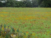 may flowers.jpg