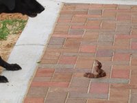 whipper and copperhead.jpg