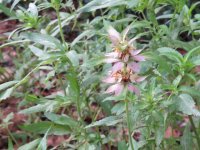 horsemint2.jpg