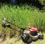 mow1.jpg