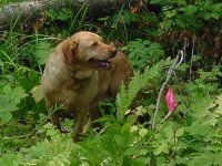715381-Princess OTTO.jpg