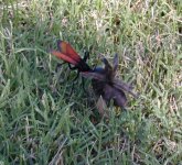 716091-Tarantula hawk-2-Dscn0455a.jpg