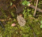 634425-first of the spring on our farm.jpg