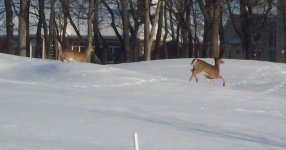791188-Deer1.JPG