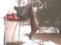 791744-deer-3.jpg