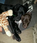 tired boys 22&10wks.jpg