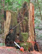stump_2.jpg