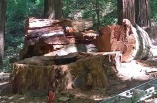 stump_6.jpg