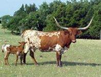 755108-StocktonsRosita_calf070905.jpg
