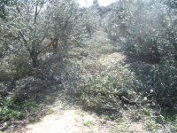 839766-TreePrunning 024.jpg