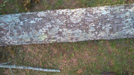 2nd Tree - 3.jpg