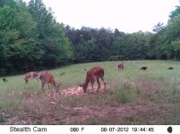 Deer2012 (137).JPG
