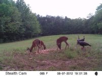 Deer2012 (132).JPG