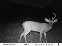 Deer2012 (96).JPG