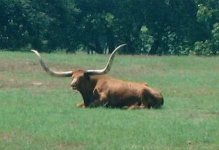 760664-LonghornFR.jpg