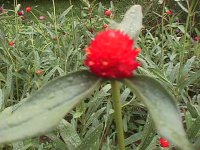683428-MVC-010F.JPG
