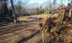 Tree Gone _Pond3.jpg